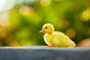 A fluffy little yellow duckling sits on a background of greenery. Village and farm theme
