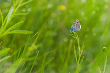 blue butterfly sits in green grass