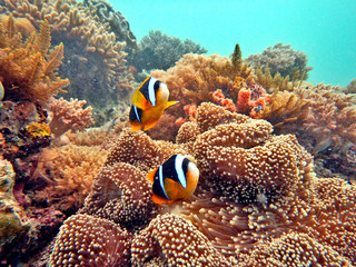 Fototapeta na wymiar Clownfish and anemone