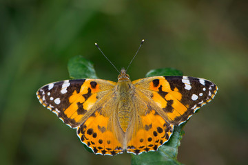 
bright butterfly sits on a green leaf