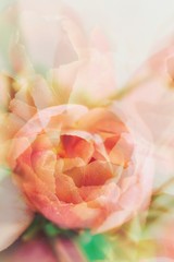 Gentle abstract background of flowers. Tulips and peonies. Transparent flowers. Spring background.
