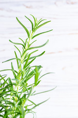 Fresh green rosemary on white wooden background close up.  