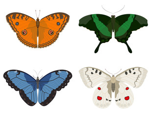 Butterflies of different species. Set of beautiful insects.