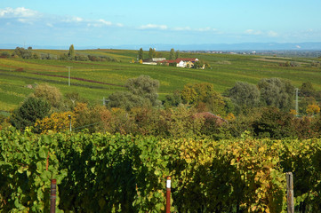 sonniger Herbsttag in der pfalz