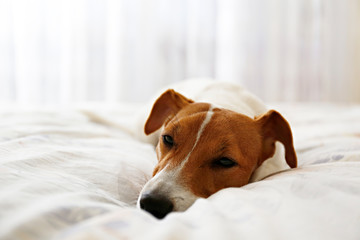 Cute Jack Russel terrier puppy with big ears sleeping on an unmade bed w/ blanket and pillows. Small adorable doggy with funny fur stains alone in bed. Close up, copy space, background.