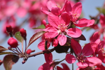 Obraz premium Pink apple blossom