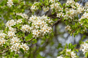 Branch with white flowers on a forest background. Soft focus.