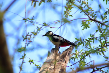 woodpecker on a branch