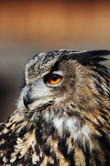Portrait eines Uhus bei Sonnenschein