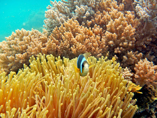 Fototapeta na wymiar Cute Clownfish and anemone