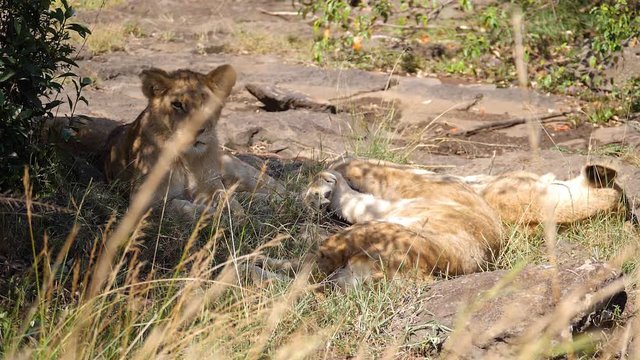 Three of African Lion Cubs rest in shade harassed by flies during mid afternoon in Kenya Masai Mara Reserve