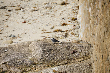 Oiseau , bergeronnette grise .