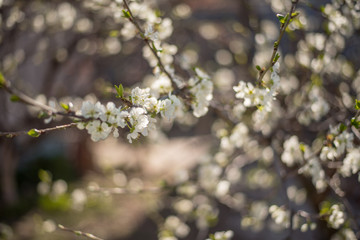 Spring flowers background. Morning light. Flowers lit by the sun. Flowering tree branches.