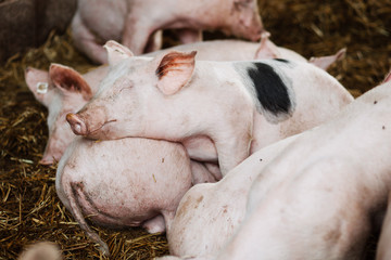Junge Schweine liegen entspannt auf einem Haufen