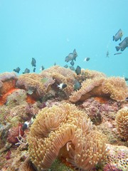 Naklejka na ściany i meble fish and anemone