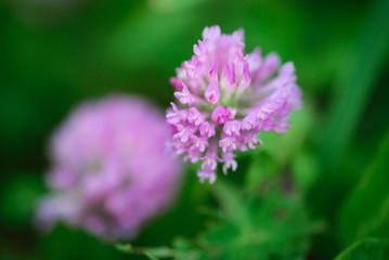 purple flower on a natural green background. Close-up
