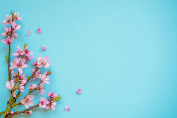Sakura flowers on a blue background. Spring flowers background. Place for text