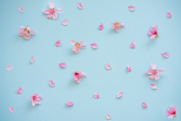 Sakura flowers on a blue background. Spring flowers background. Place for text