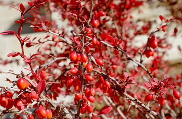 Bunch of Red Barberries on a Thorny Branch in the Sunlight