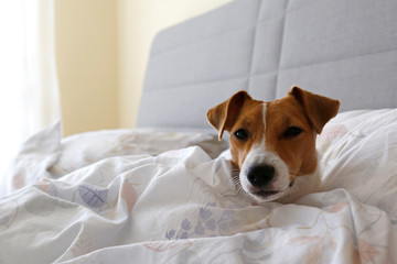 Cute Jack Russel terrier puppy with big ears sleeping on an unmade bed w/ blanket and pillows. Small adorable doggy with funny fur stains alone in bed. Close up, copy space, background.