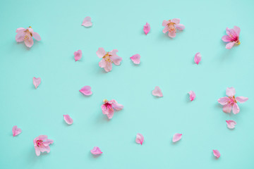 Sakura flowers on a blue background. Spring flowers background. Place for text