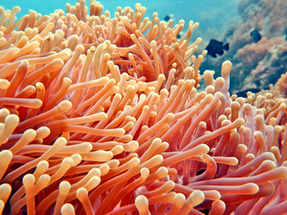 close-up anemone