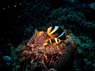 Fototapeta na wymiar Clownfish and anemone
