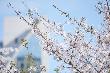桜