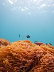 anemone