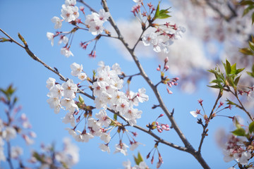 桜