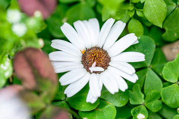 Fototapeta premium ローダンセマム エルフピンク