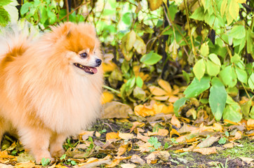 dog Pomeranian spitz waiting for the owner, looks in the distance. German Spitz puppy on natural...