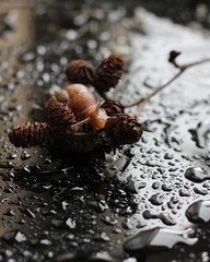 шишки и улитка