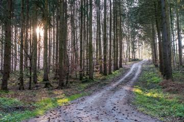 Fototapeta na wymiar Wald und Wirtschaftsweg im Frühjahr