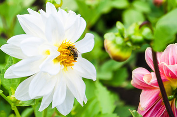 bee collects pollen on a white flower, closeup, macro