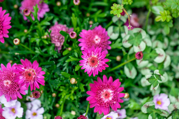 マーガレットとクローバー