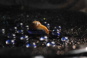 red stones nature snail black macro