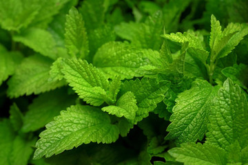 Fototapeta na wymiar Closeup of fresh mint leaves displayed on herbs market