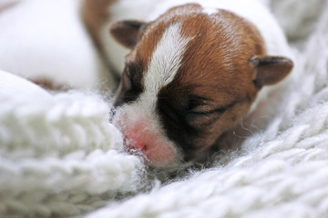 mask of a blind puppy Jack Russell Terrier born a few days ago, a cozy home