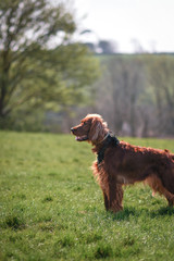 irish setter dog portrait in a field