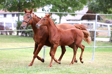 Fototapeta premium Young doal and mare spending time together