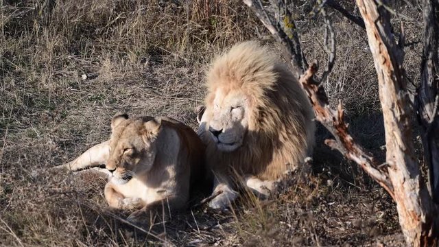 Lions Couple in African Savanna at Lions Pride