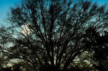 Obraz premium moonrise