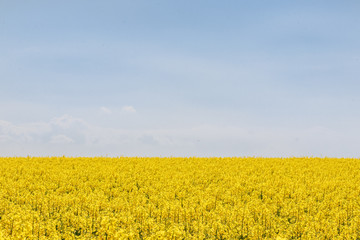 Obraz premium Rapsfeld mit Himmel in Rheinhessen
