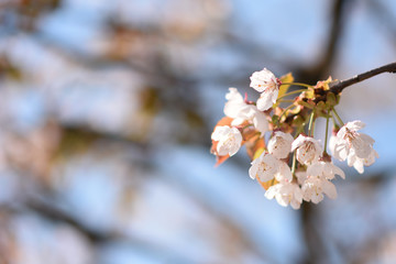 cherry blossom in bloom