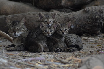An Indian feral cat with three innocent kitten captured while feeding them in Asian country of India and state of Gujarat