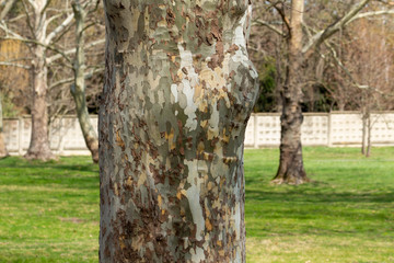 Wedge-shaped tree without bark. Plane tree or Chinar. Russia. Krasnodar region.