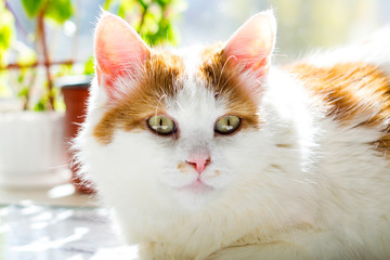 White cat with red spots lies near the window