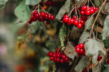 red berries on a tree