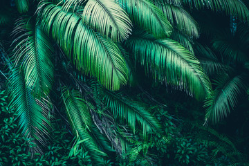 Naklejka premium natura tło zielonego lasu, las tropikalny 